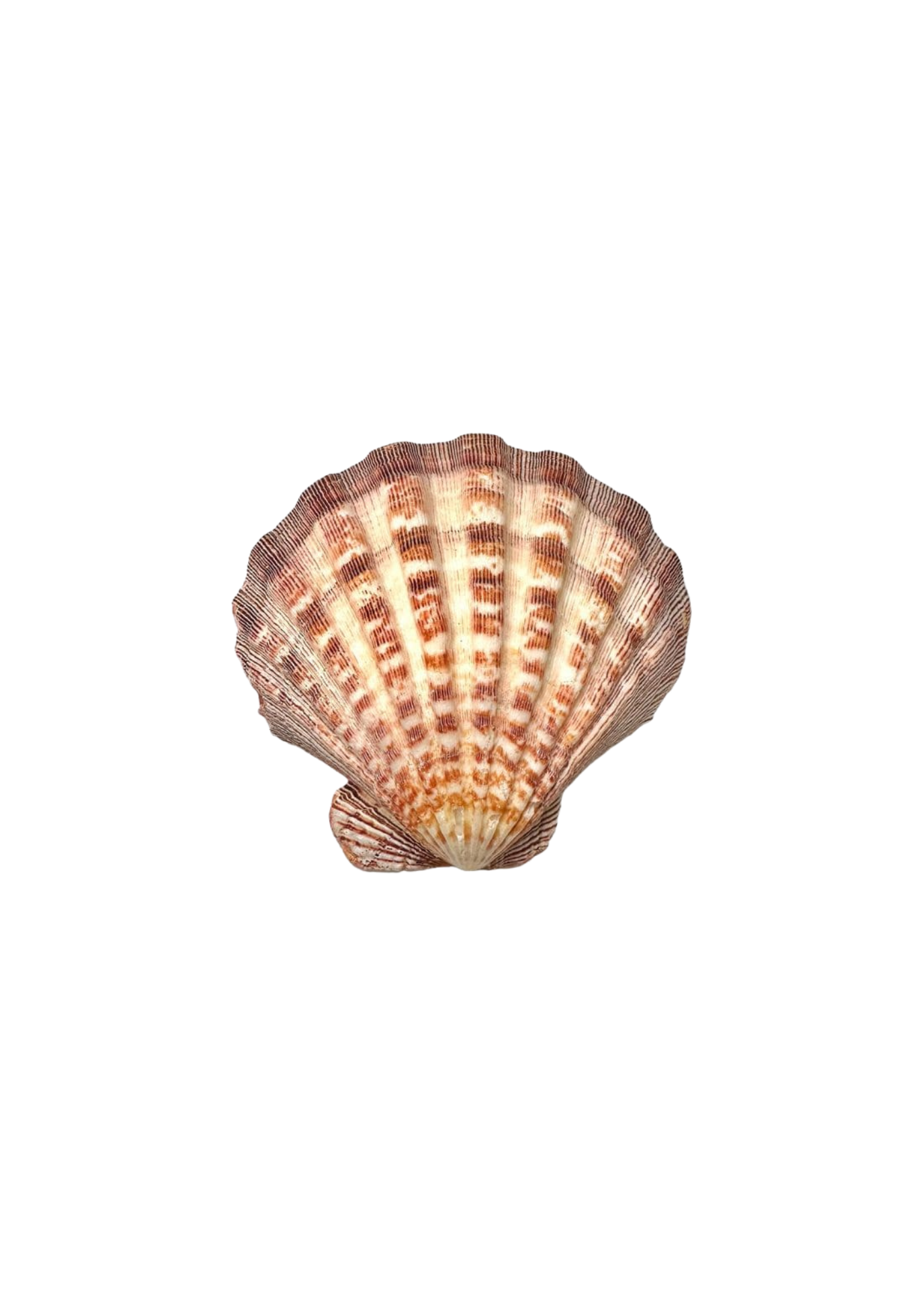 St jacques recto Coquille saint jacques