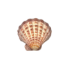 Coquille saint jacques