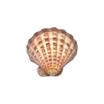 Coquille saint jacques
