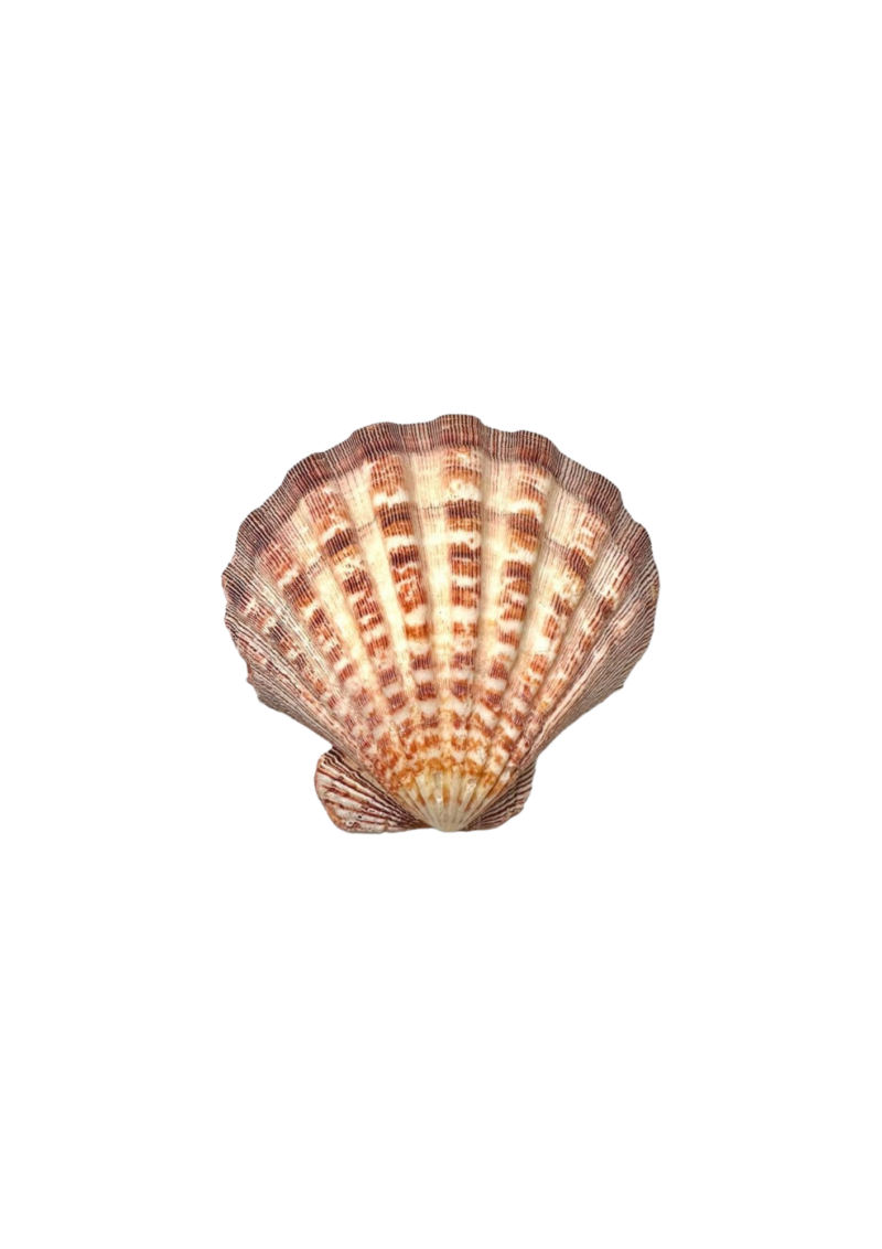 Coquille saint jacques